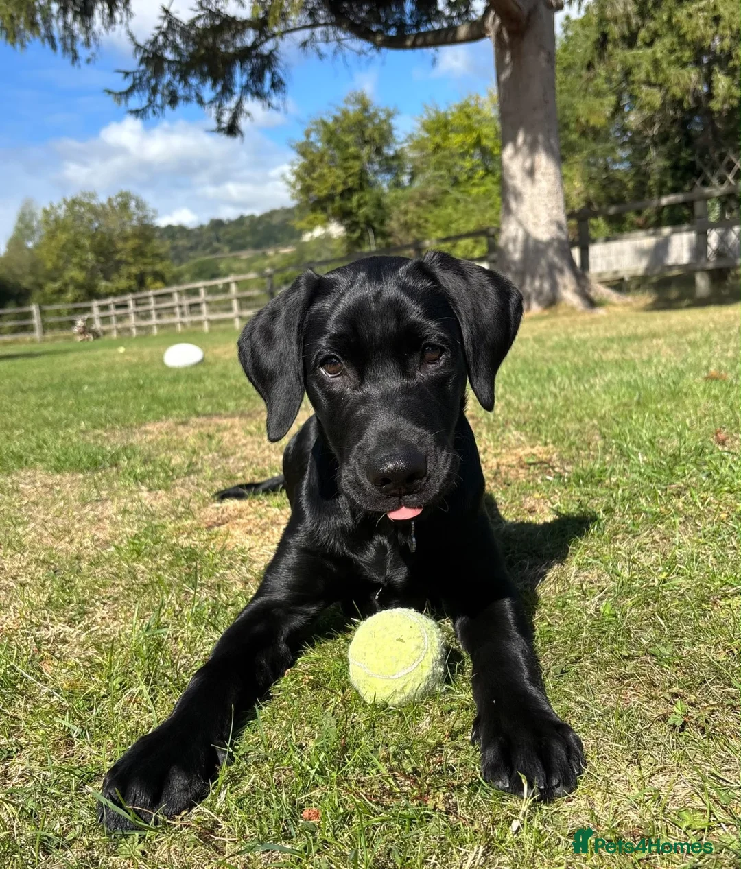 Labrador Retriever dogs for sale: FINAL KC registered black Labrador puppy (dog) - Advert 2
