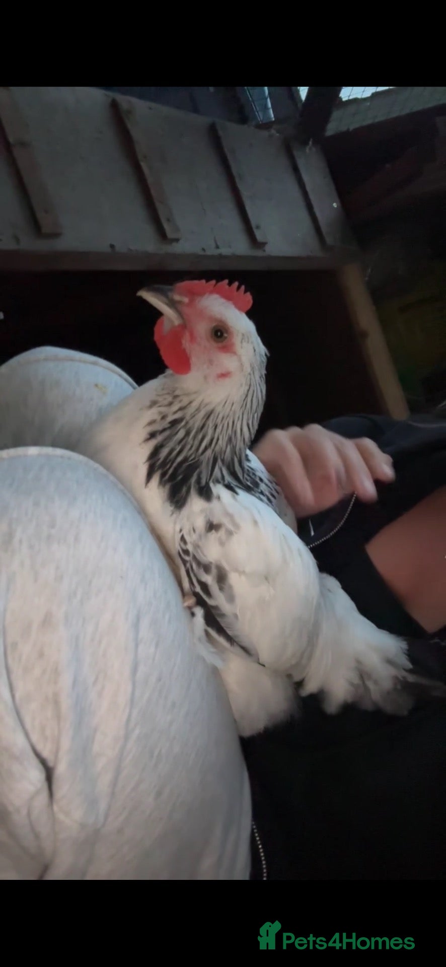 Chickens poultry Light Sussex cockerel - Advert 1