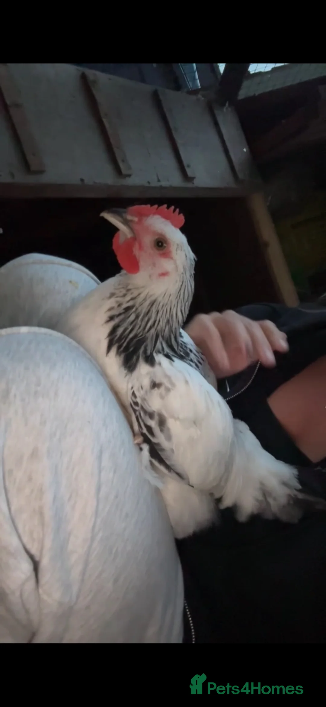 Chickens poultry for sale: Light Sussex cockerel in Sunderland - Advert 1