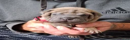 Staffordshire Bull Terrier dogs for sale: Staffy x sharpei  - Advert 9