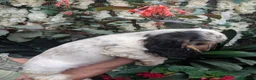 Cocker Spaniel dogs for sale: Beautiful KC Registered Show Cocker Puppies - Advert 9