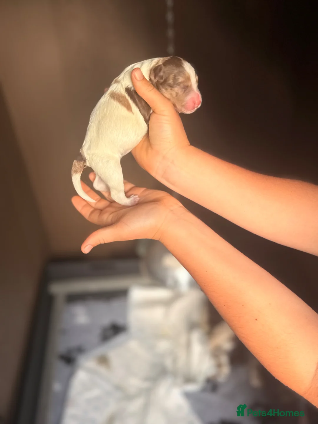 Sproodle dogs for sale: Outstanding Rare F1 Sproodle Puppies for sale  in Accrington - Advert 24