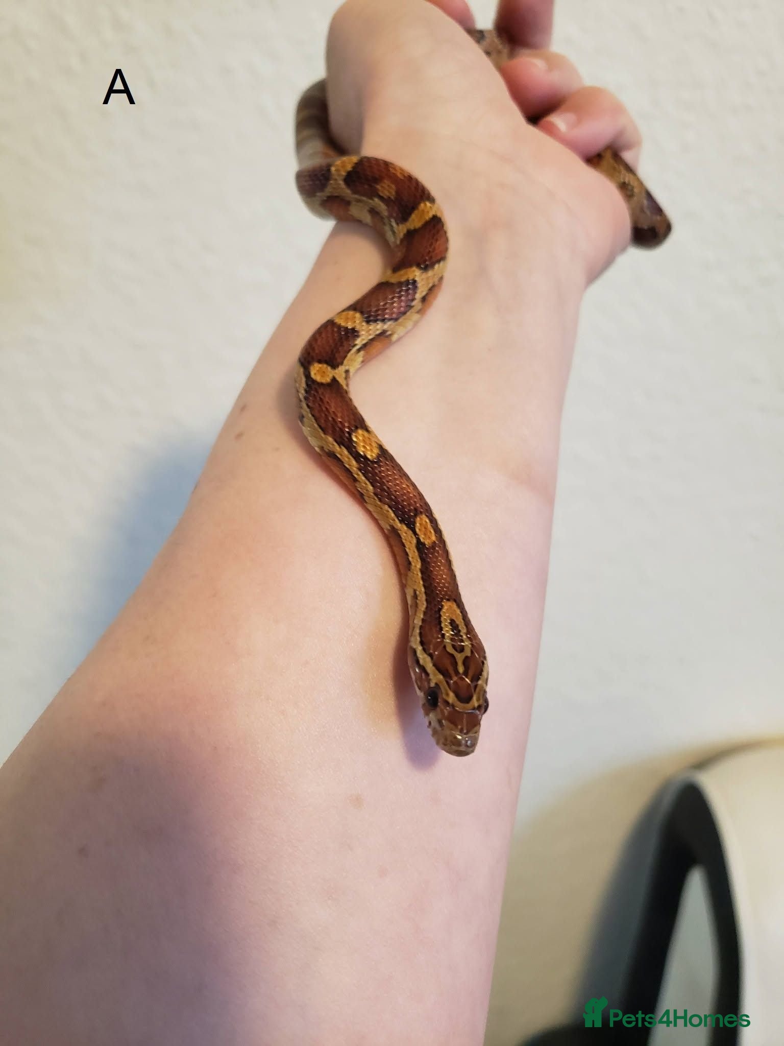 Corn Snake reptiles Juvenile corn snakes - Advert 4