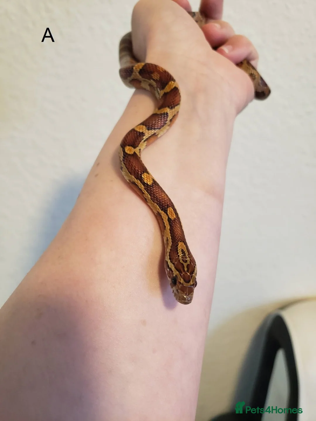 Corn Snake reptiles for sale: Juvenile corn snakes in Doncaster - Advert 1
