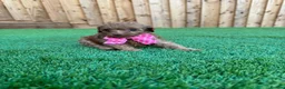 Cockapoo dogs for sale: Beautiful Cockapoo Puppies in Birmingham - Advert 11