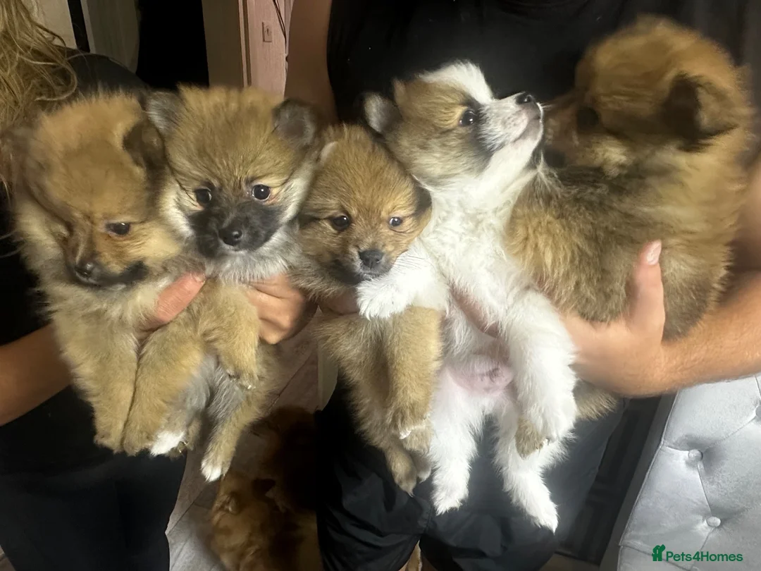 Pomeranian dogs for sale: 🐾 5 Pom Puppies Looking for Their Forever Homes  in Plymouth - Advert 2