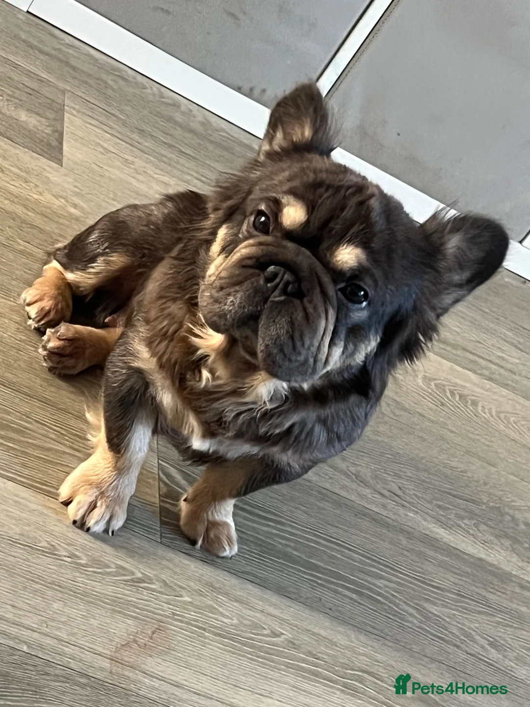 French Bulldog dogs for sale: Full visual fluffy frenchies  - Advert 7