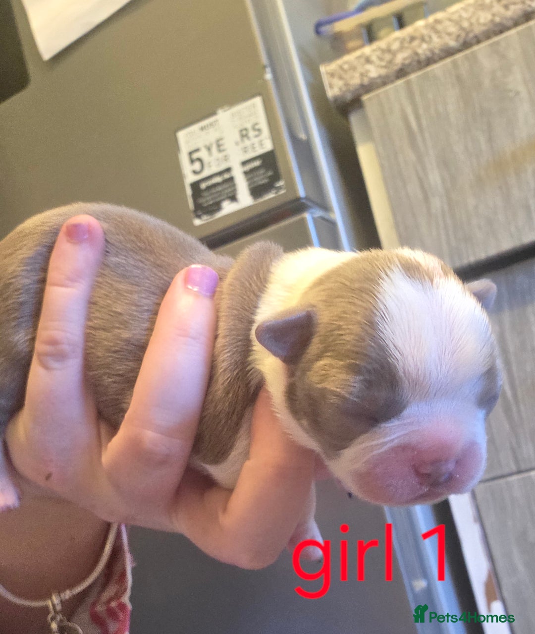 Boston Terrier dogs for sale: Beautiful Blue Bostons  - Image 13