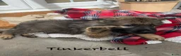 German Shepherd dogs for sale: Beautiful GSD puppies  - Advert 23