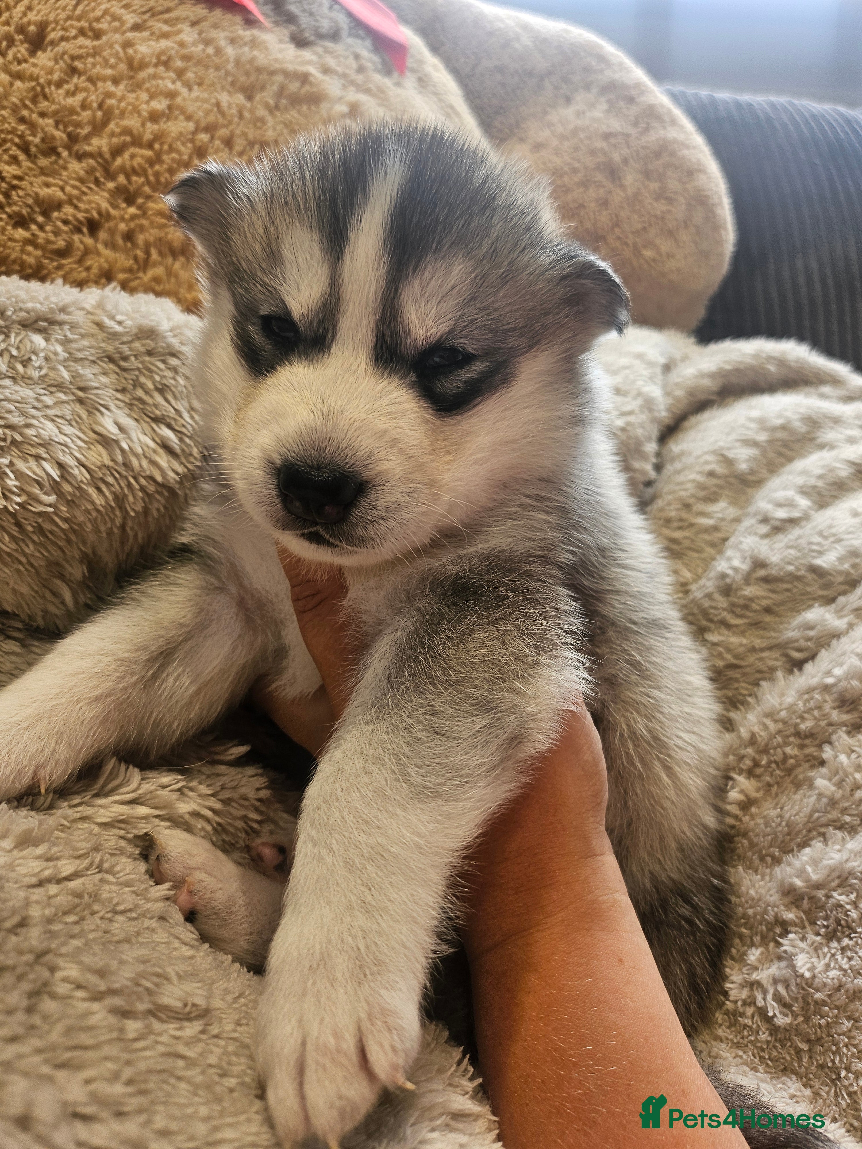 Siberian Husky dogs BEAUTIFUL SIBERIAN HUSKIES ALL RESERVED!  - Advert 4