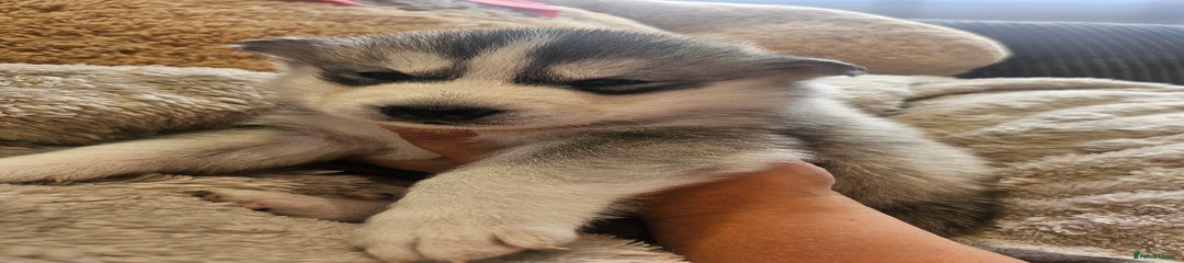 Siberian Husky Puppy 6