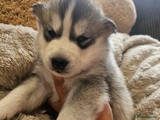 Siberian Husky dogs - Advert 7