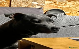 Staffordshire Bull Terrier dogs for sale: Staffordshire bull terrier  - Image 1