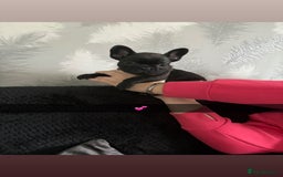 French Bulldog dogs for sale: 5 beautiful French bulldog puppy’s💕💕💙💙💙 - Image 5