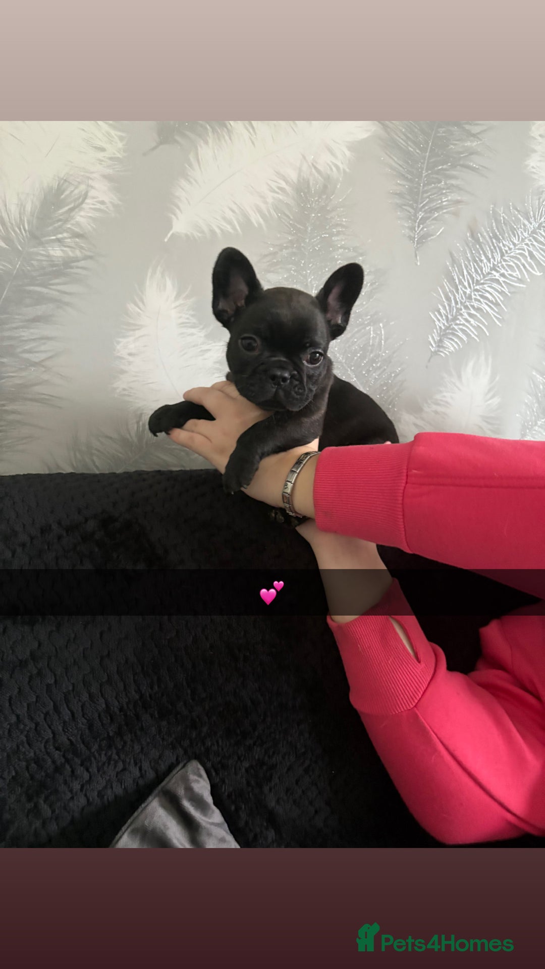 French Bulldog dogs for sale: 5 beautiful French bulldog puppy’s💕💕💙💙💙 - Image 5