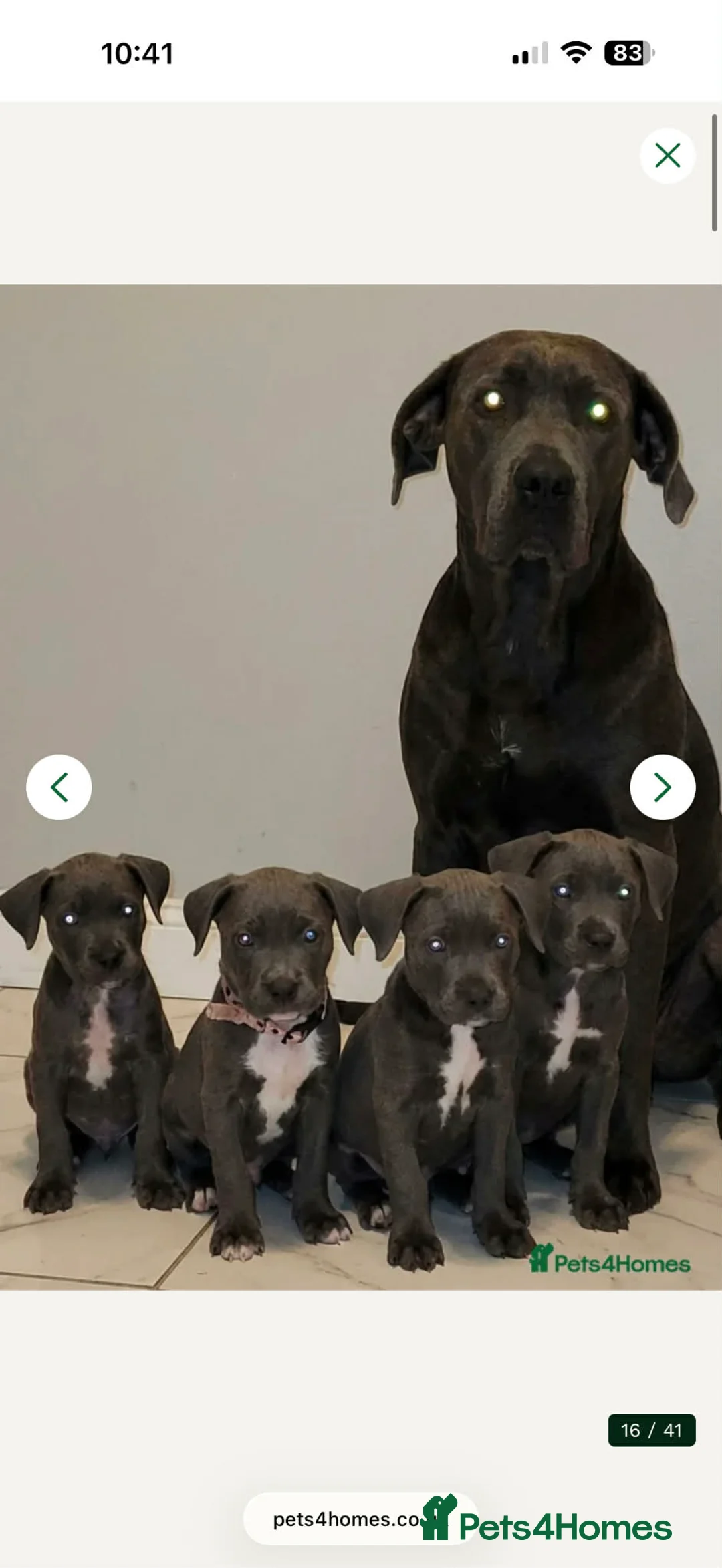 Cane Corso dogs for sale: Rehome Cane Corso Puppy - Advert 2