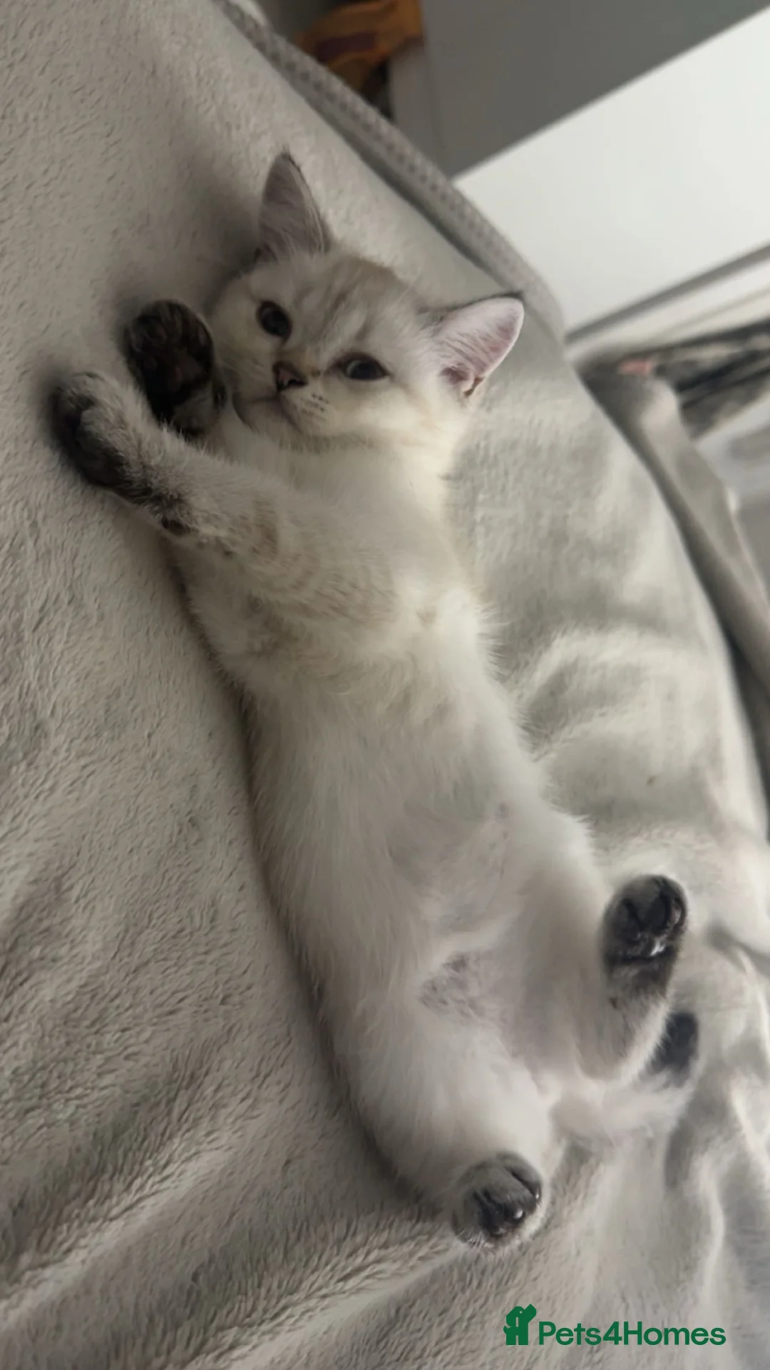 British Shorthair cats for sale: LAST Full pedigree British shorthair female 🐾 - Advert 2