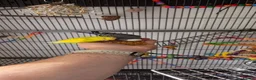 Budgerigars birds for sale: One female yellow budgie  - Advert 4