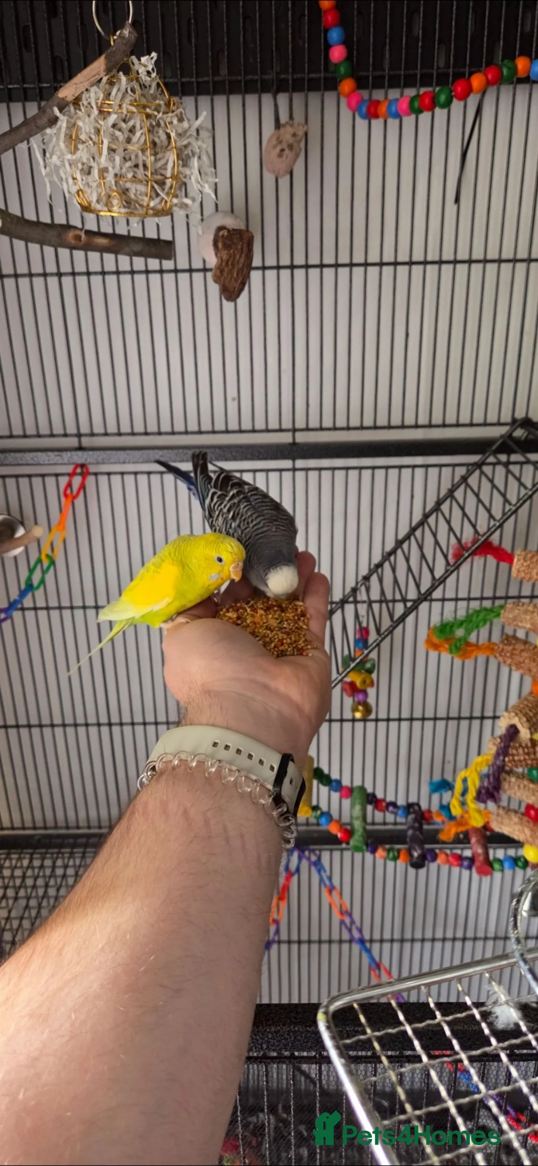 Budgerigars birds for sale: One female yellow budgie  - Advert 4