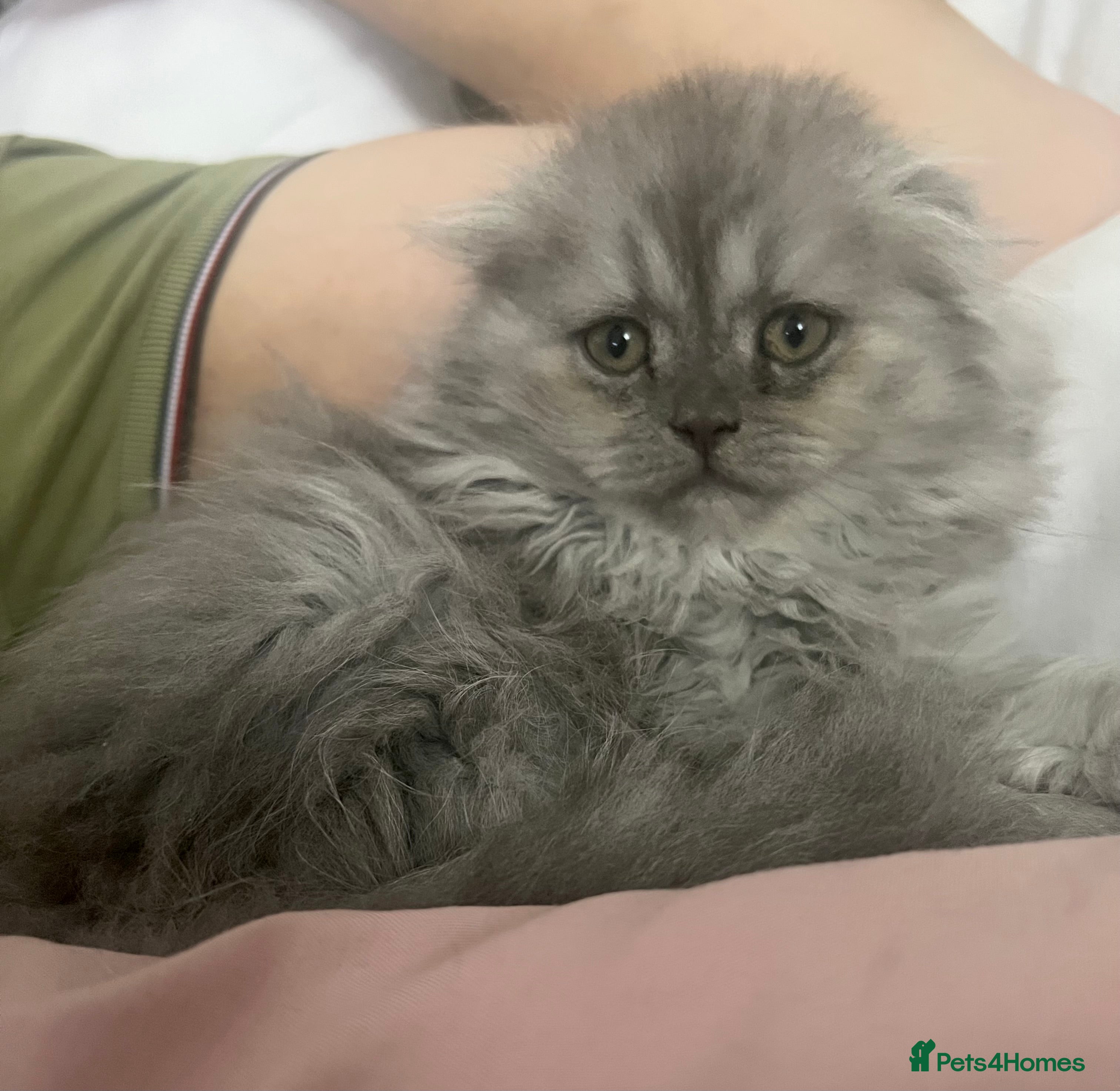 Scottish Fold cats Lovley Scottish fold and straight kittens  - Advert 2