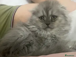 Scottish Fold cats Lovley Scottish fold and straight kittens - Advert 2