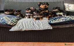 Pomchi dogs for sale: Pomchi puppies  - Advert 6