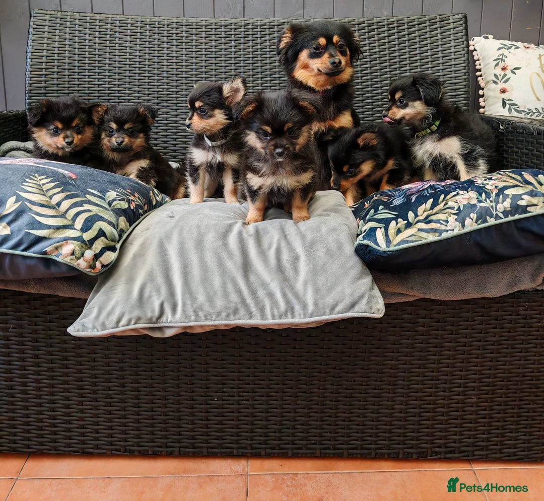 Pomchi dogs for sale: Pomchi puppies  - Advert 6