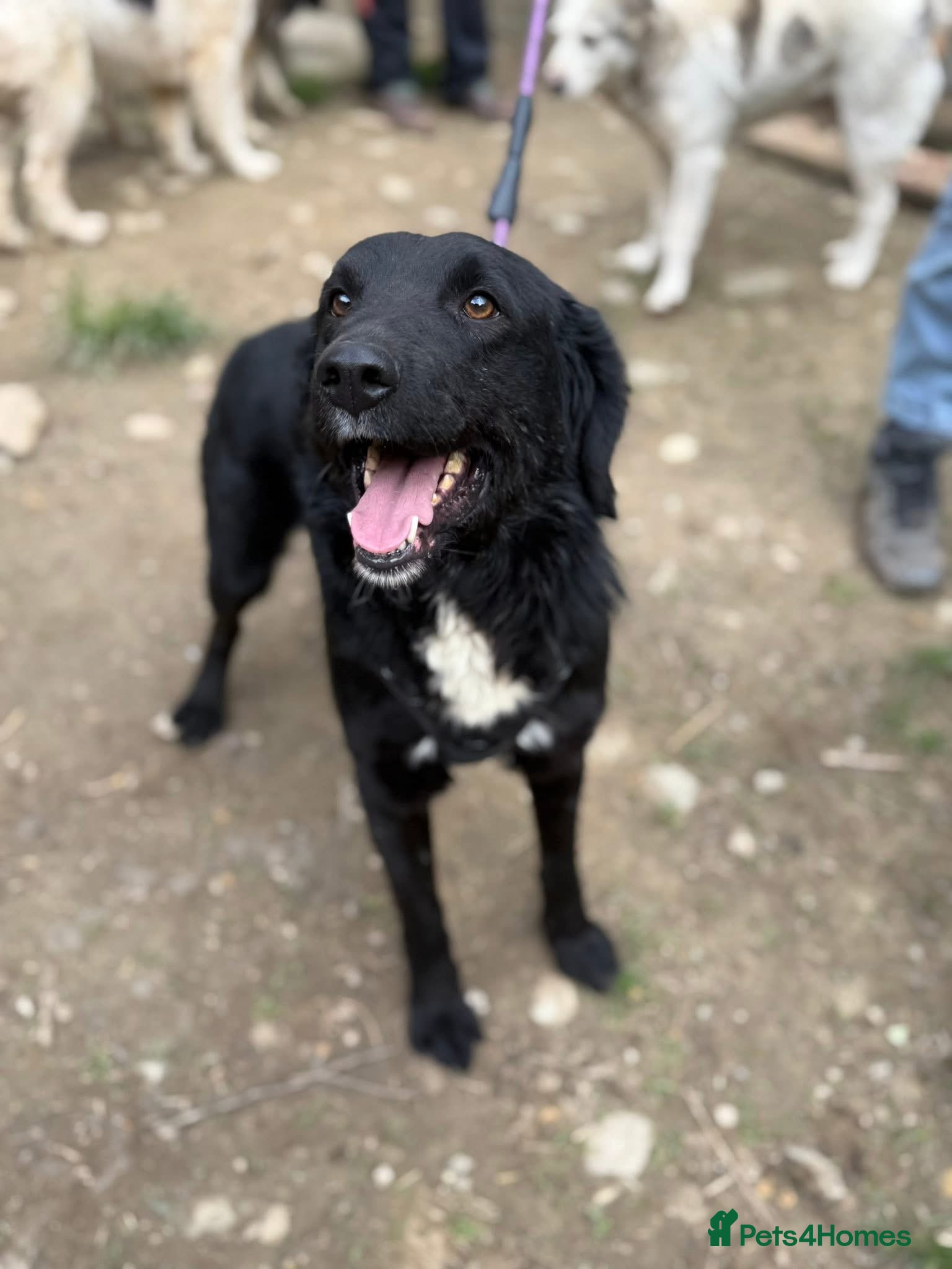 Mixed Breed dogs Negrut 💙 - Advert 2