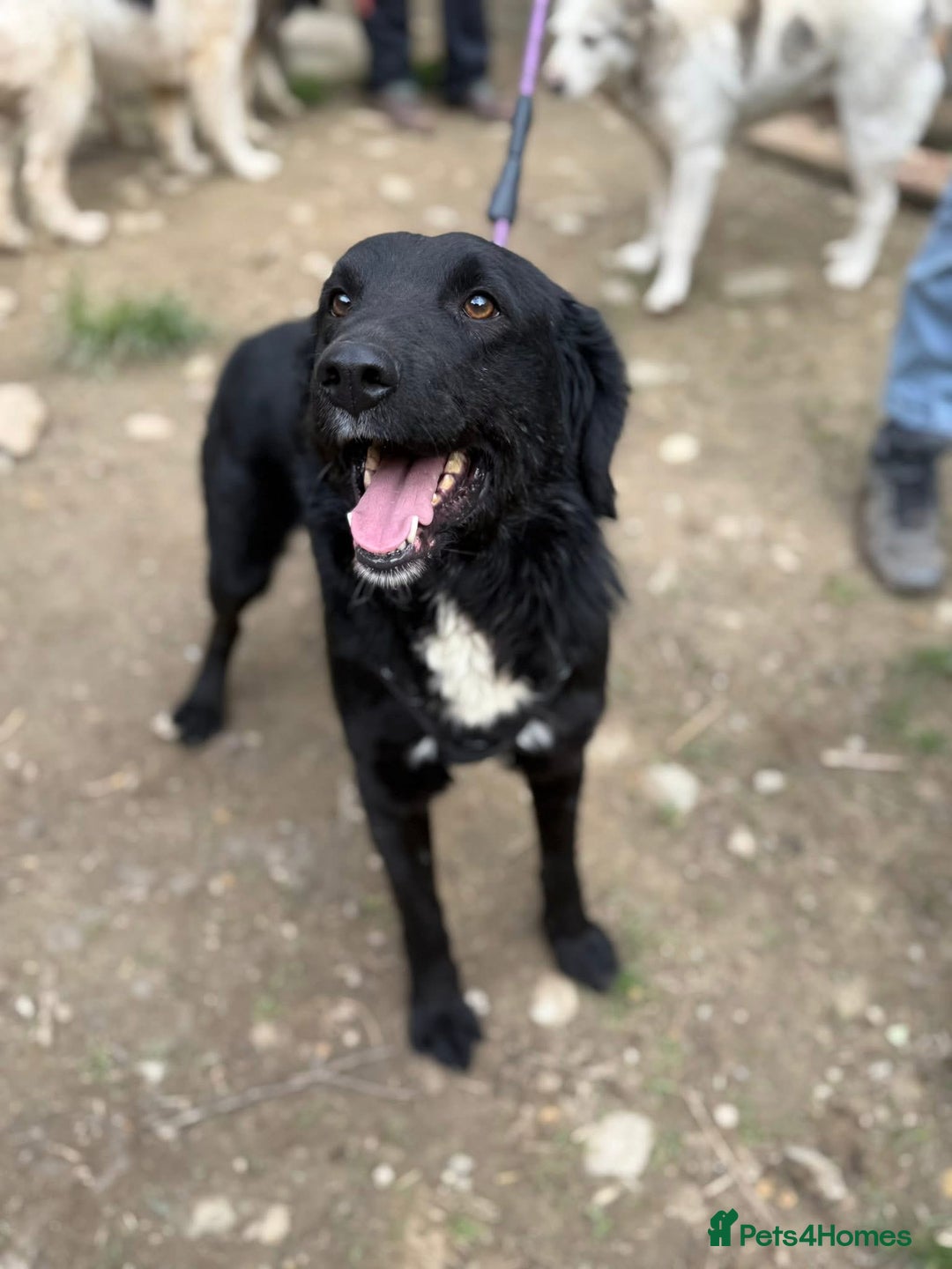 Mixed Breed dogs for adoption: Negrut 💙 - Advert 1