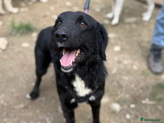 Mixed Breed dogs Negrut 💙 - Advert 23