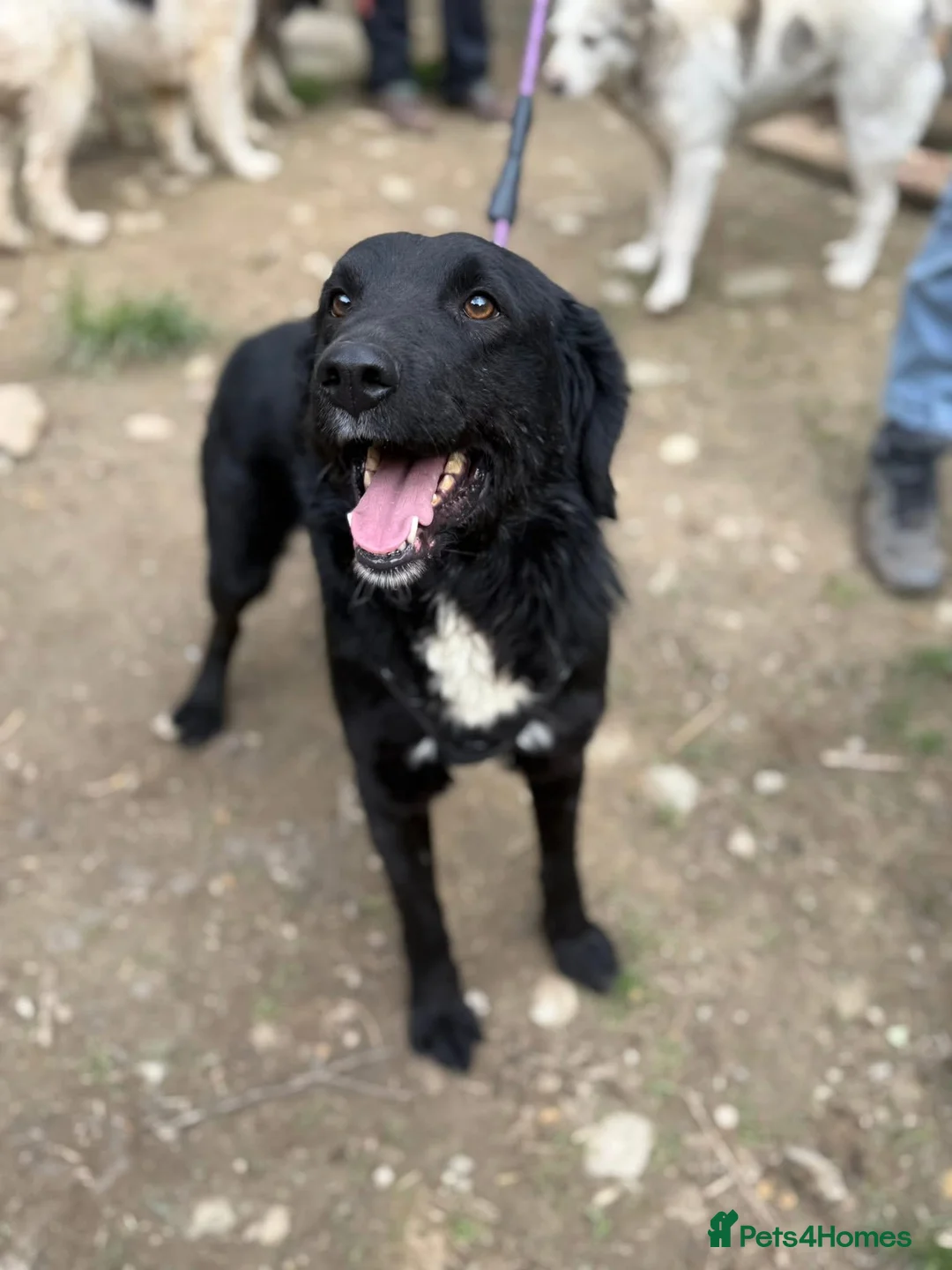 Mixed Breed dogs for adoption: Negrut 💙 - Advert 1