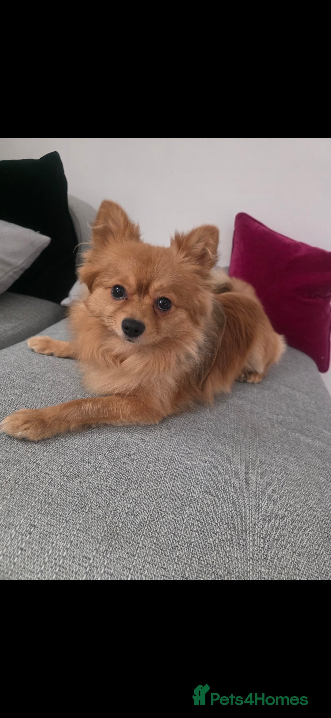Pomchi dogs for sale: Pomchi  - Image 3