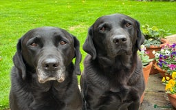 Labrador Retriever dogs for sale: Black Labrador retriever puppies KC registered - Image 11