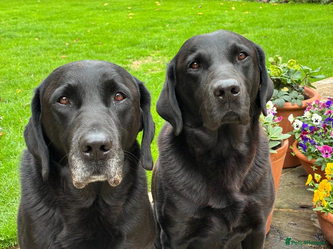 Labrador Retriever dogs for sale: Black Labrador retriever puppies KC registered - Image 11