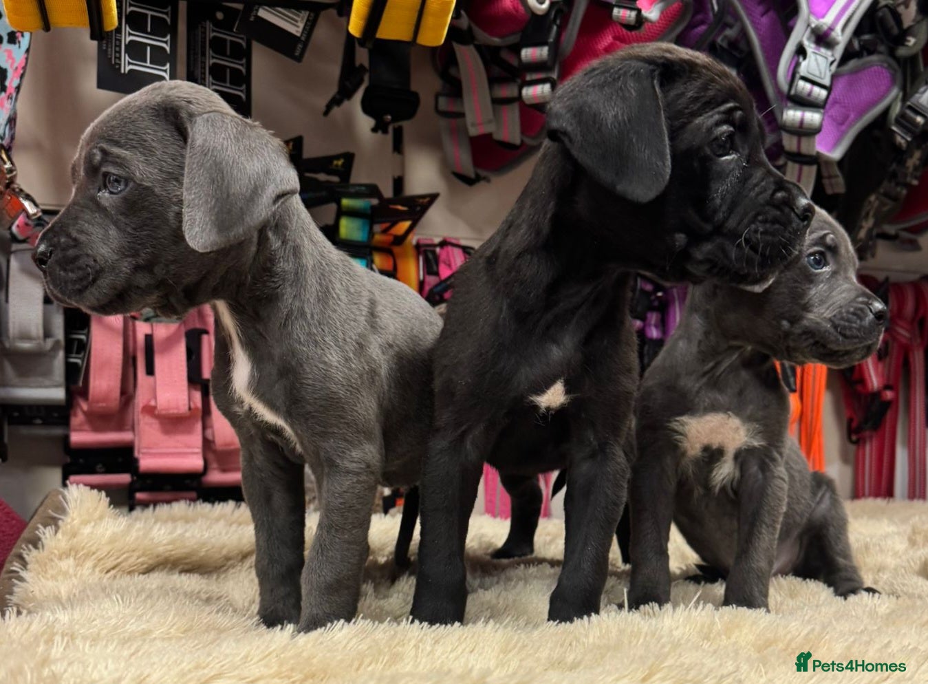 Cane Corso dogs Beautiful cane corso puppies - Advert 7