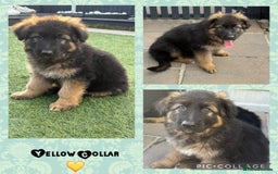 German Shepherd dogs for sale: Only 1 boy left Kc German Shepherd Puppies in Canvey Island - Image 1