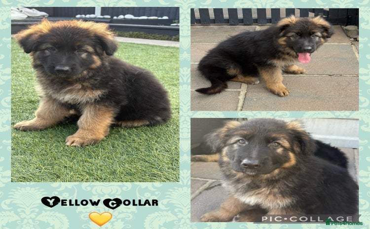 German Shepherd dogs in Canvey Island - Advert 3