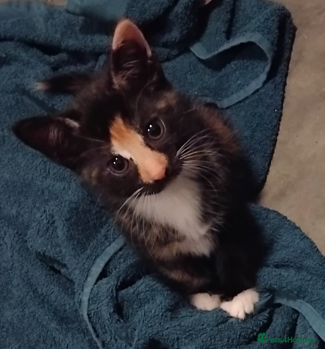 Mixed Breed cats for sale: 3 kittens for sale  - Image 3