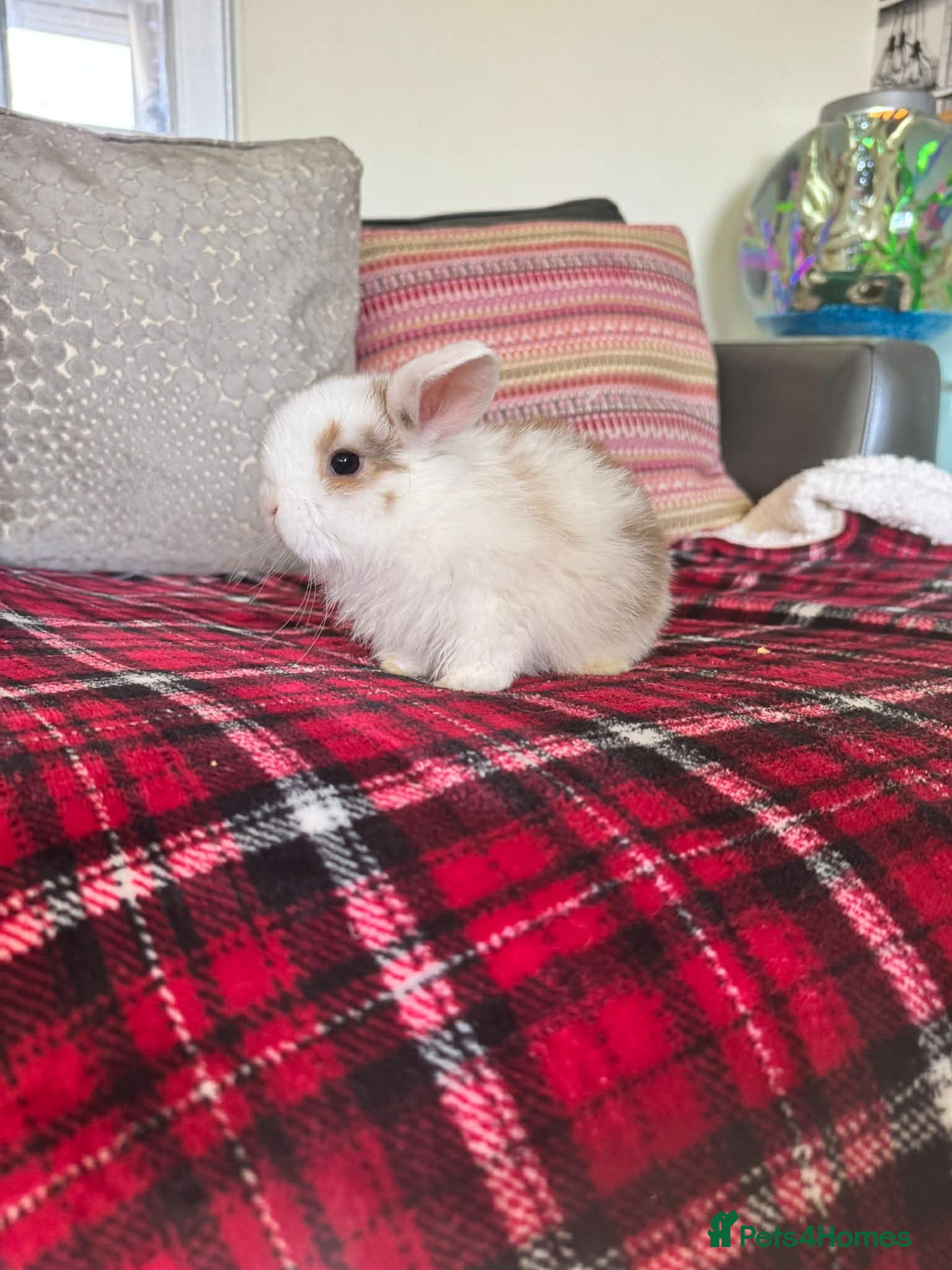 Mini Lop rabbits Mini lop bunnies  - Advert 1