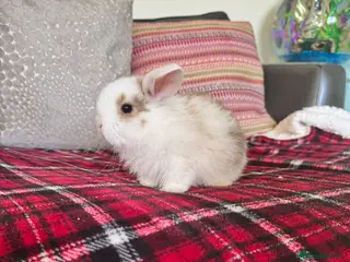 Mini Lop rabbits Mini lop bunnies - Advert 2