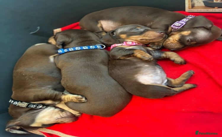 Miniature Dachshund dogs - Advert 15