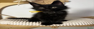 Maine Coon 2 solid Black