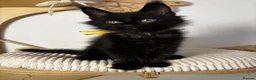 Maine Coon cats for sale: 3 Adorable female maine coon kittens  - Advert 3