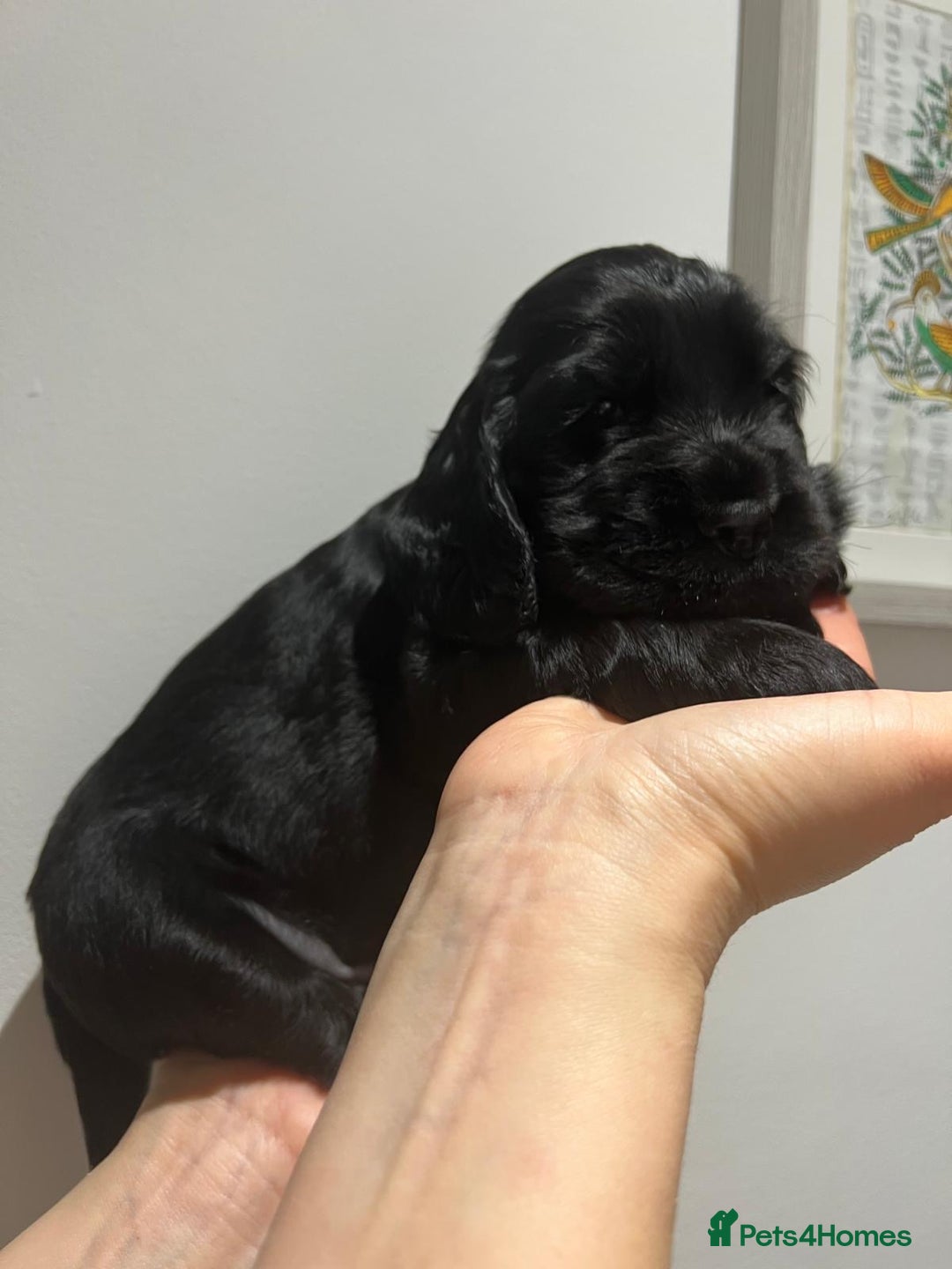 Cocker Spaniel dogs for sale: Show Type Cocker Spaniel  - Advert 20