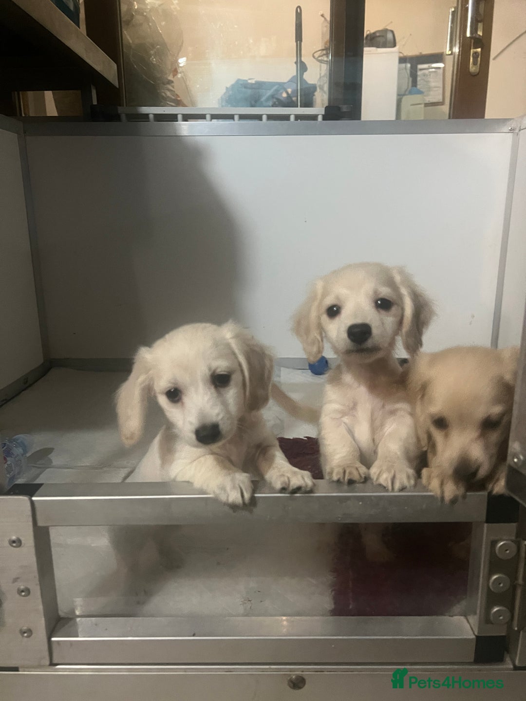 Miniature Dachshund dogs for sale: Very pale cream puppies available - Advert 8