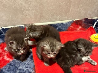 Maine Coon cats Stunning smoke and silver tabbies - GCCF Conancoon - Advert 6