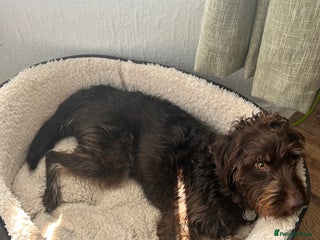 Labradoodle dogs ✨Loving Labradoodle Looking for His Forever Home✨ - Advert 1