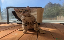 Bengal cats for sale: Bengal Kittens Purebred with Champion Lines  - Image 37