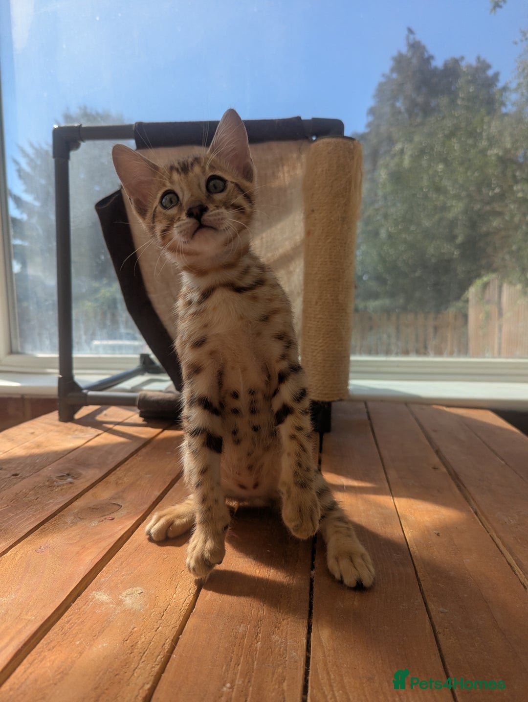 Bengal cats for sale: Bengal Kittens Purebred with Champion Lines  - Image 37