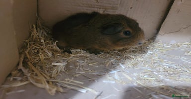 Guinea Pig rodents - Advert 10